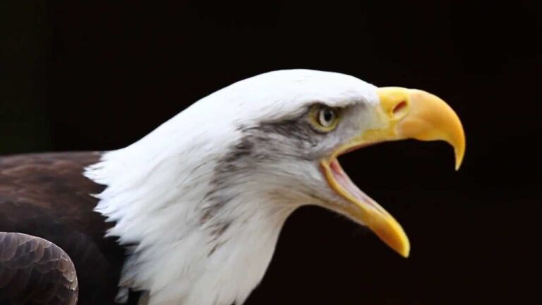 What Does Eagle Sound Like