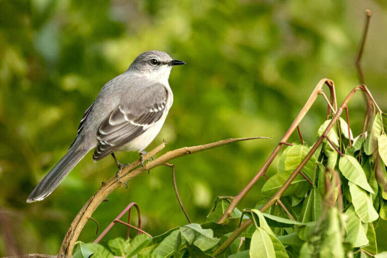 what-does-it-mean-to-kill-a-mockingbird