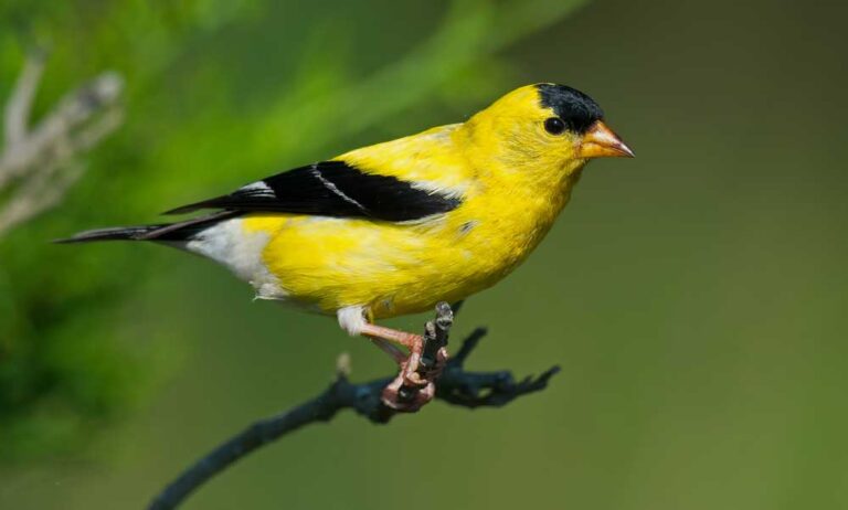 What Does It Mean When a Finch Visits You