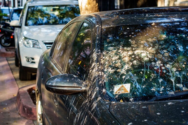 What Does It Mean When Birds Poop on Your Car?