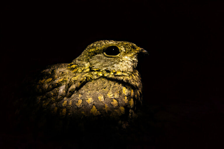 what-does-it-mean-when-you-hear-an-owl