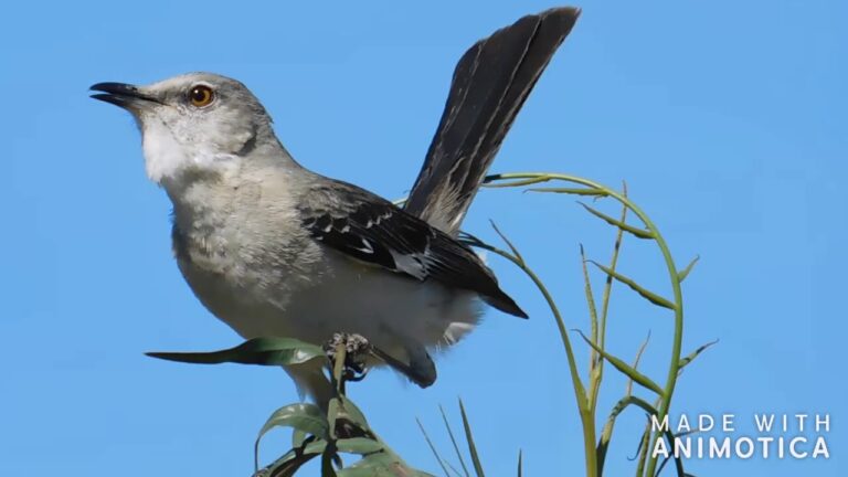 What Does Mockingbird Sound Like