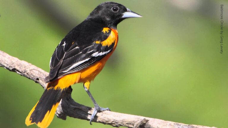 What Does the Baltimore Oriole Sound Like