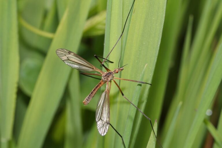 What Does the Crane Fly Eat