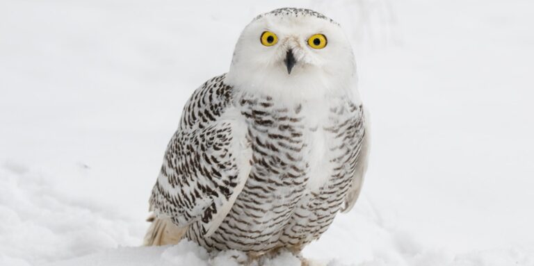 What Does the White Owl Symbolize