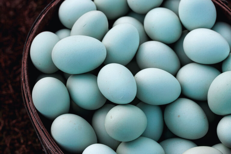 What is a Blue Egg