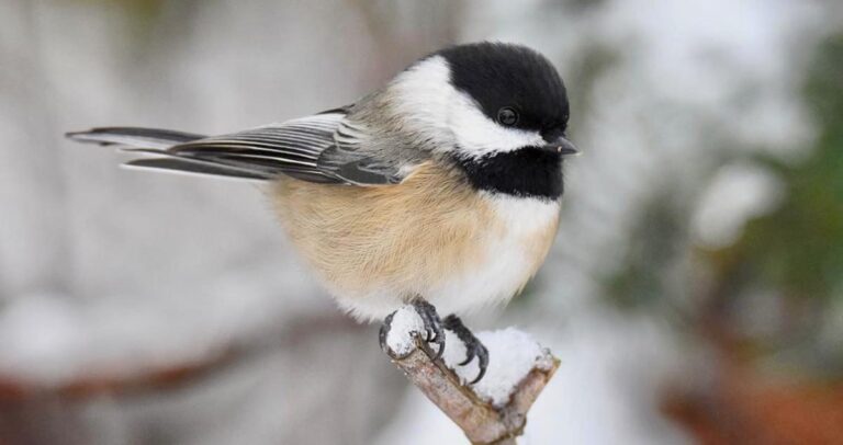 What is a Chickadee