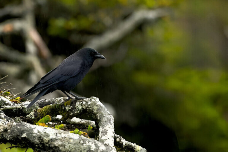 what-is-a-rain-crow