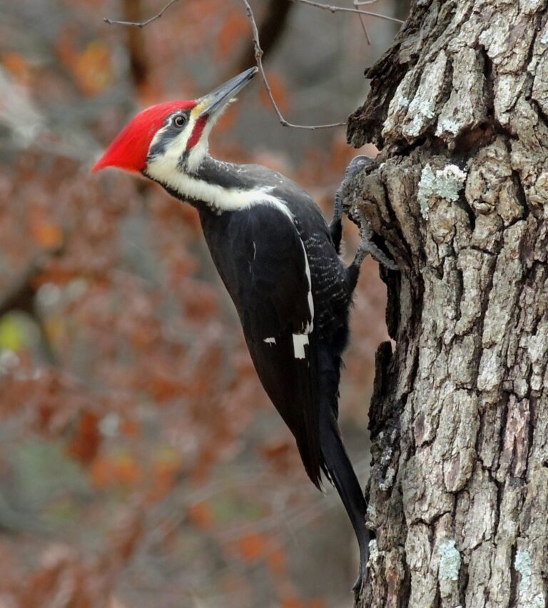 What is a Woodpecker