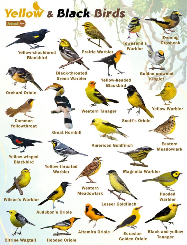 What is a Yellow And Black Bird