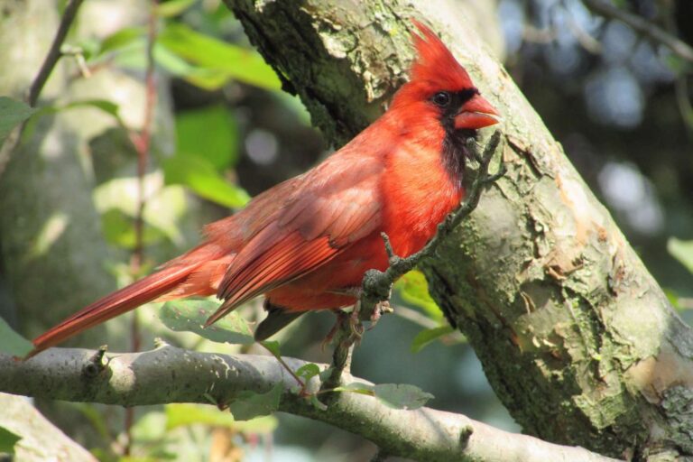 What is Kentucky State Bird