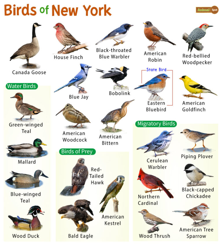 What is the Bird of New York?