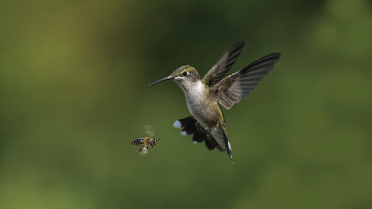 What is the Birds And the Bees Mean