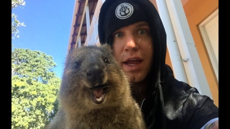 What is the Friendliest Animal?