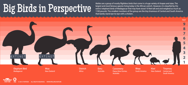 What is the Heaviest Bird