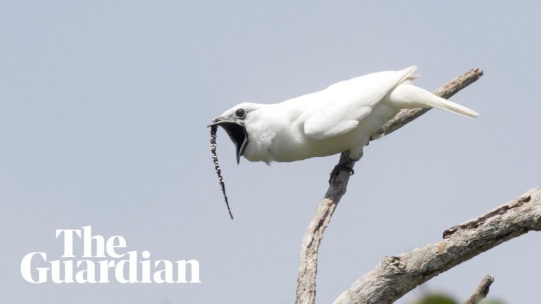 What is the Loudest Bird