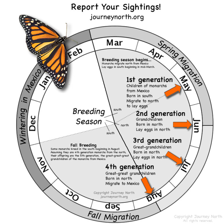 What Month Do Butterflies Come Out