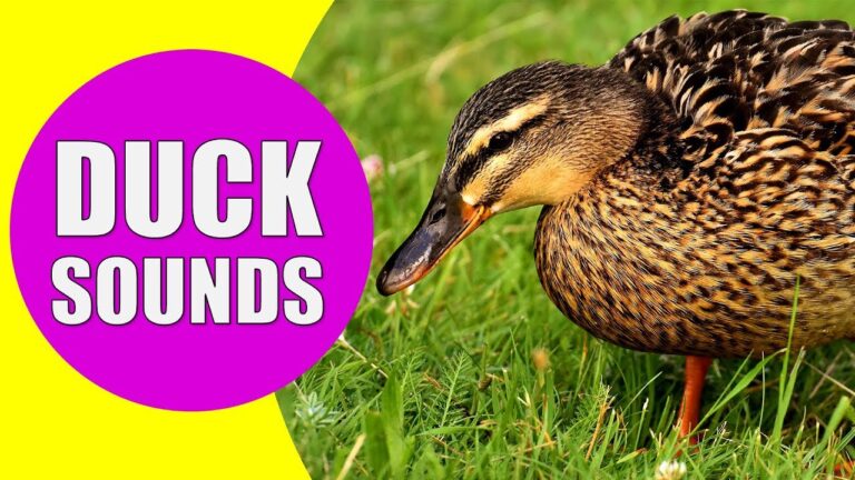 What Sound Does a Duckling Make?