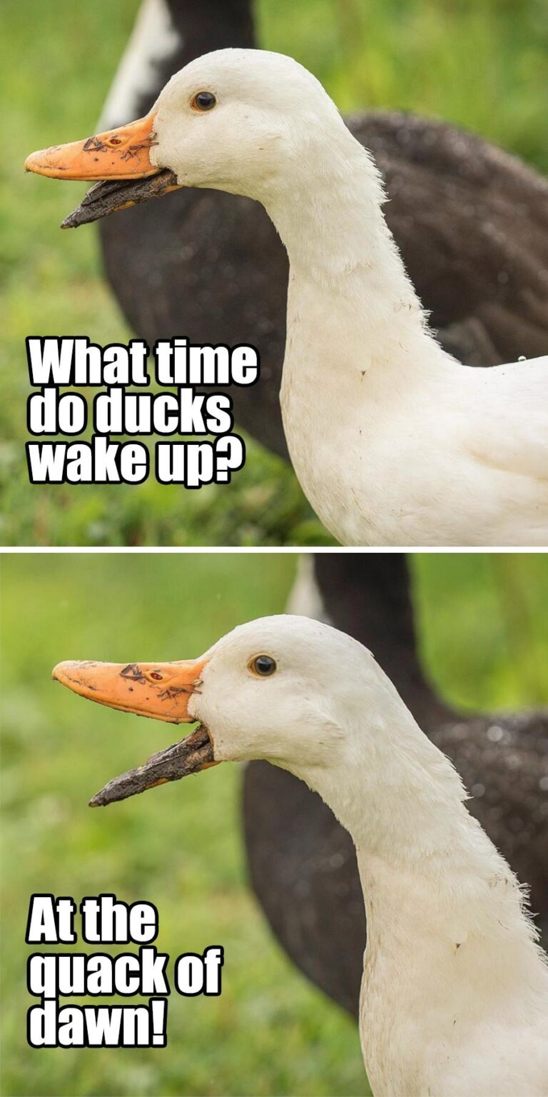 What Time Do Ducks Wake Up