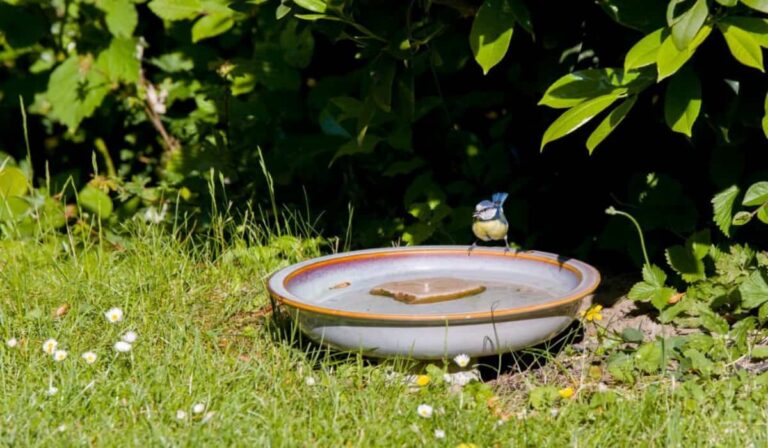What Time of Day Do Birds Use Bird Baths