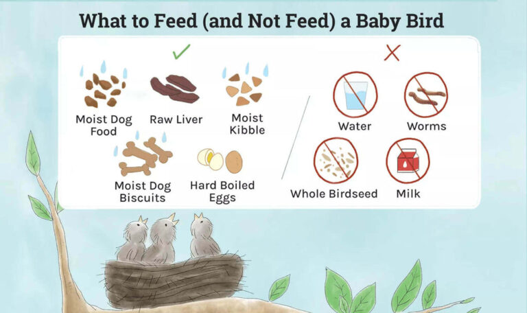 What to Feed a Young Bird