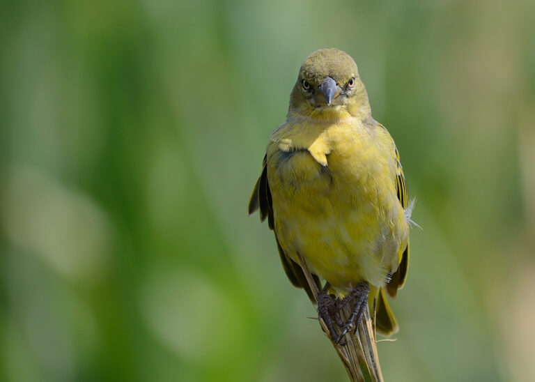 What Type of Bird is Tweety Bird