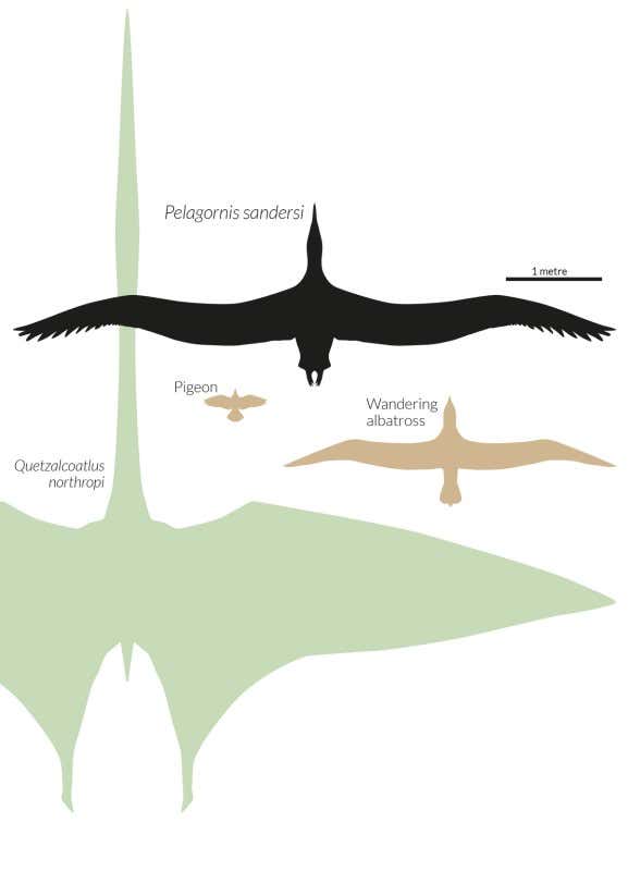 What'S the Biggest Flying Bird in the World