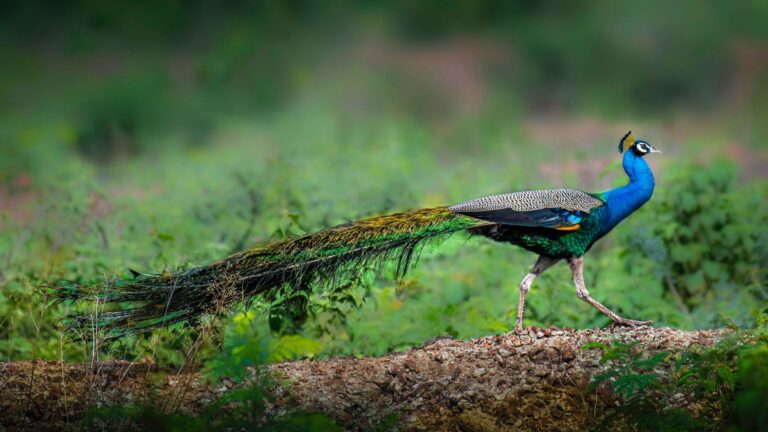 Where Can I Find a Peacock