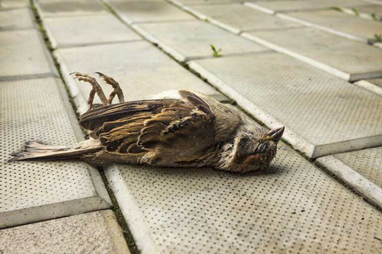 Where Do Birds Go to Die