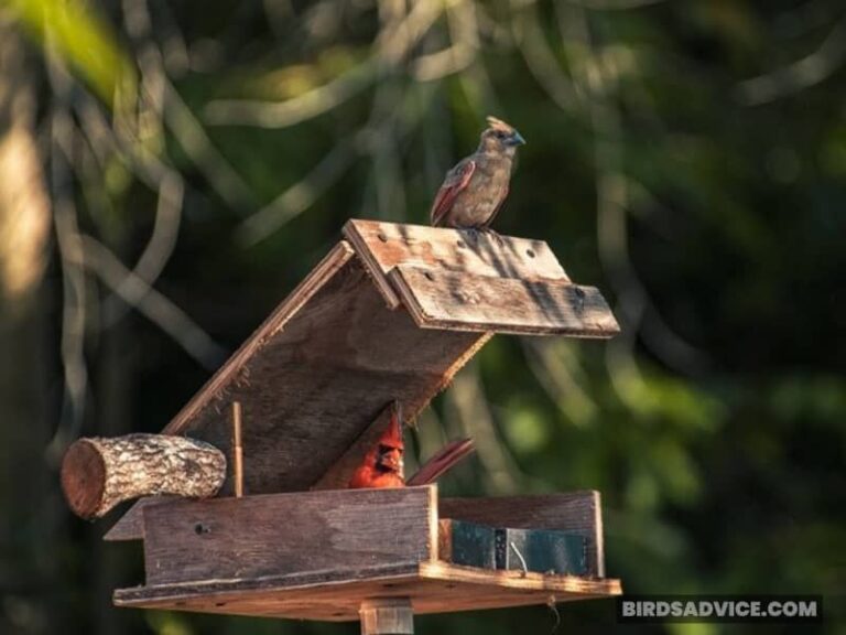 Where Do Cardinals Sleep