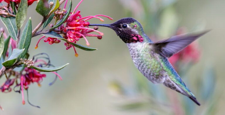 Where Do Hummingbirds Go During the Winter