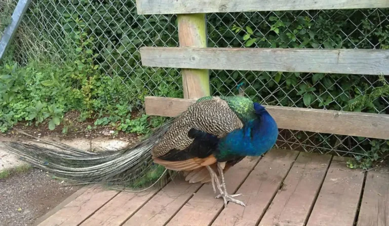 Where Do Peacocks Sleep