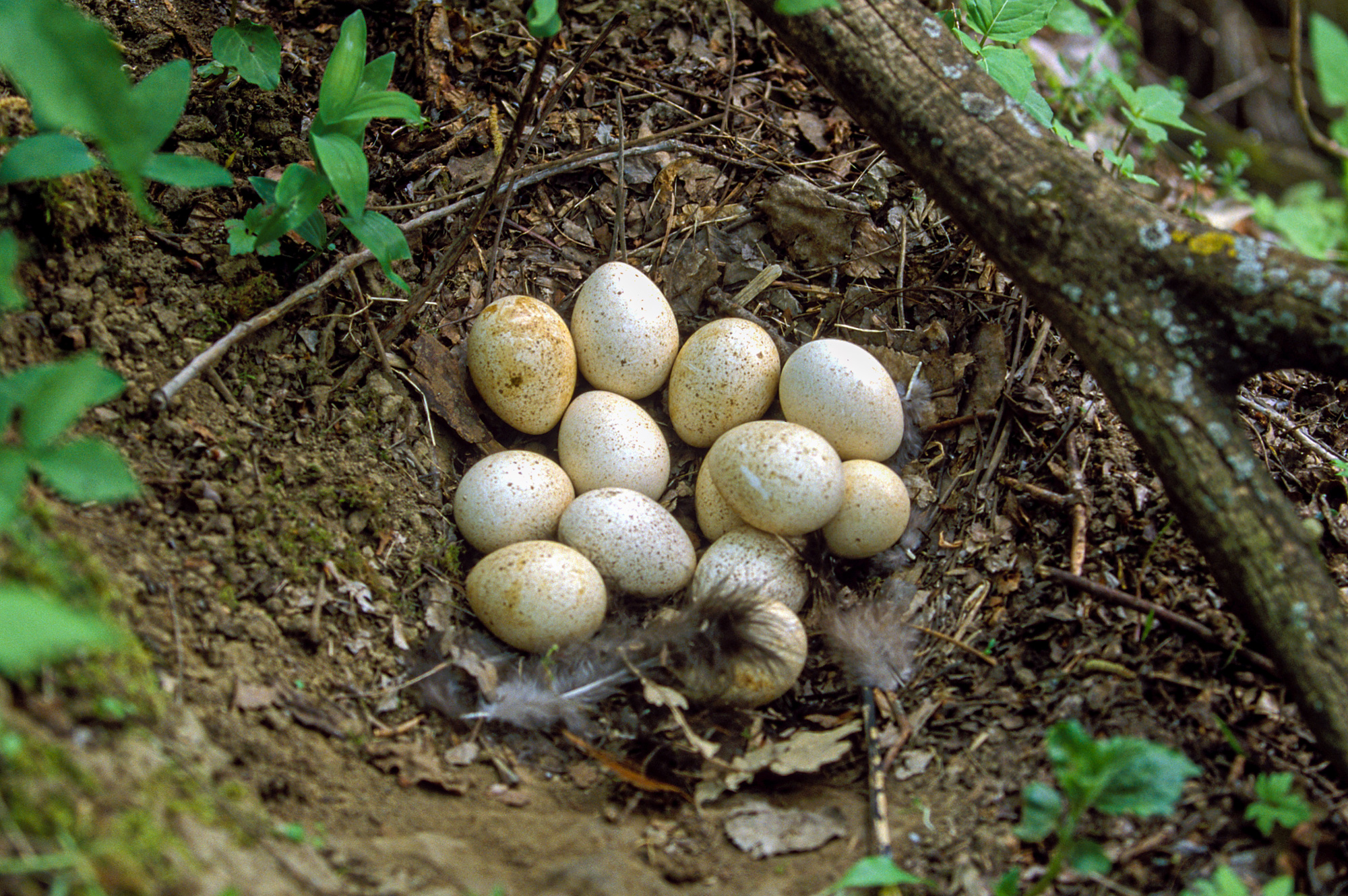 Where Do Turkeys Nest
