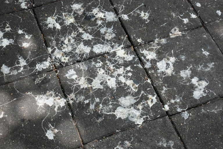 Why are Birds Poop White