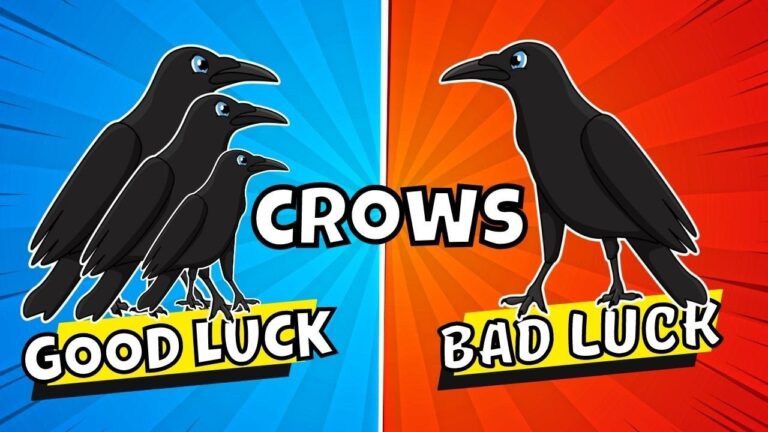 Why are Black Crows Bad Luck
