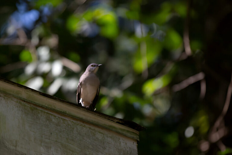 why-are-mockingbirds-so-aggressive/