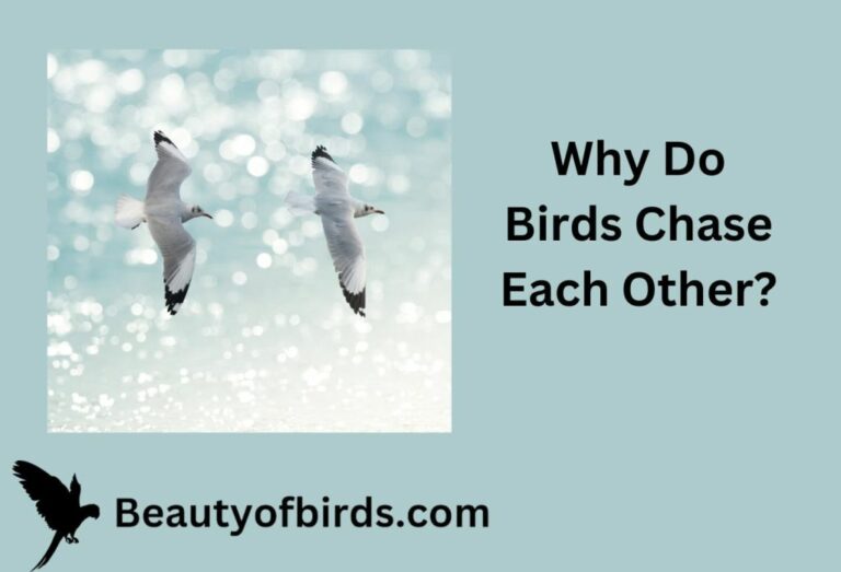 Why Do Birds Chase Each Other