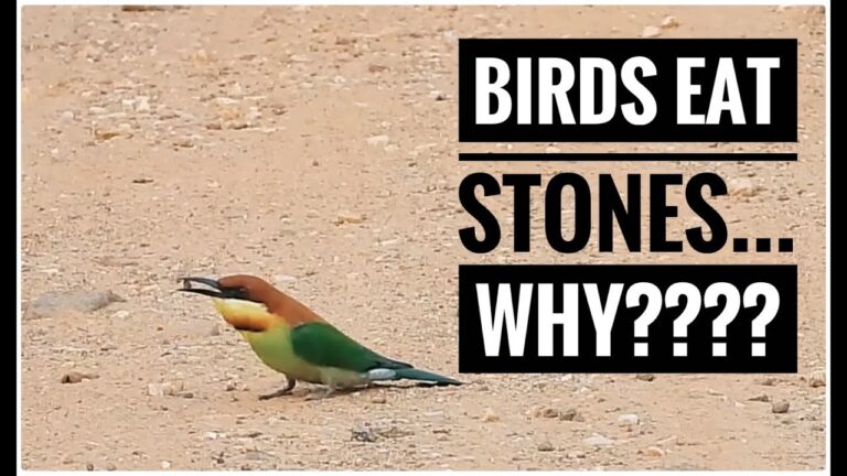 Why Do Birds Eat Stones