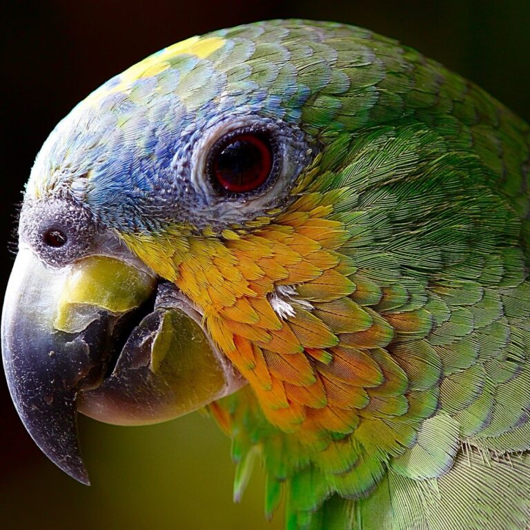 Why Do Birds Live So Long