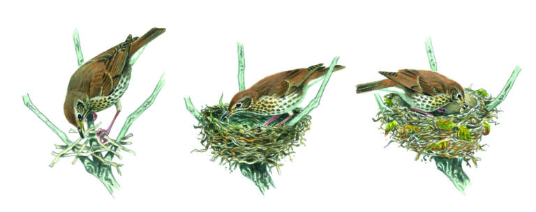 Why Do Birds Make Nests