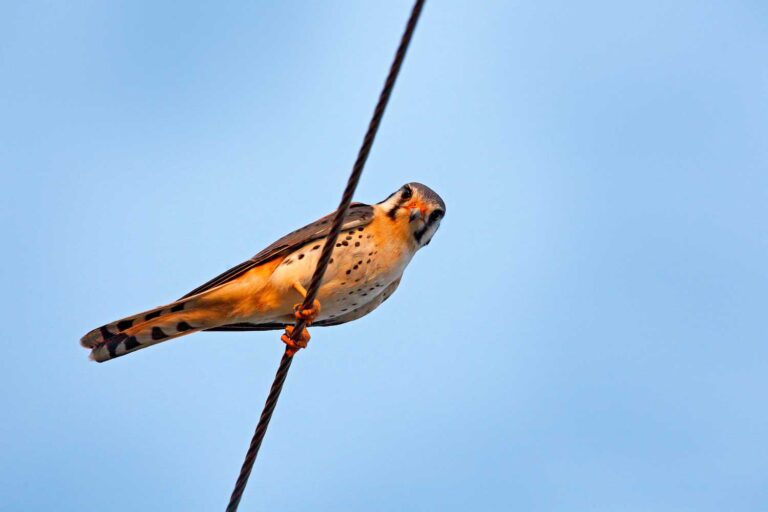 Why Do Birds Sit on Power Lines