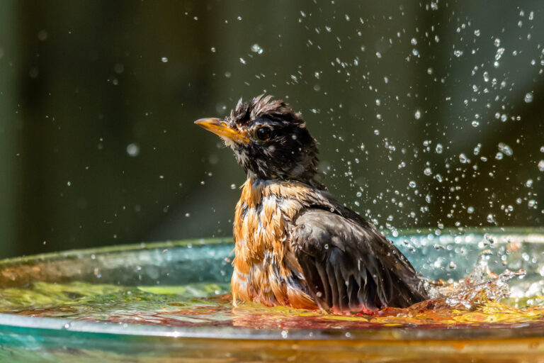 Why Do Birds Take Baths
