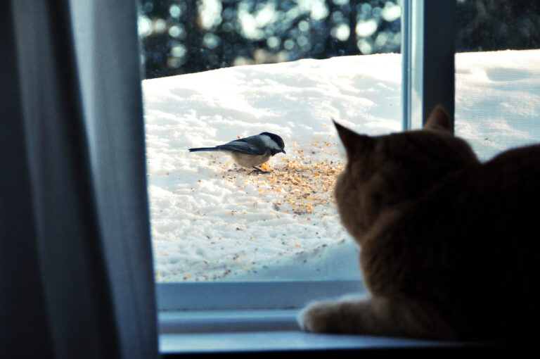 Why Do Cats Like Birds