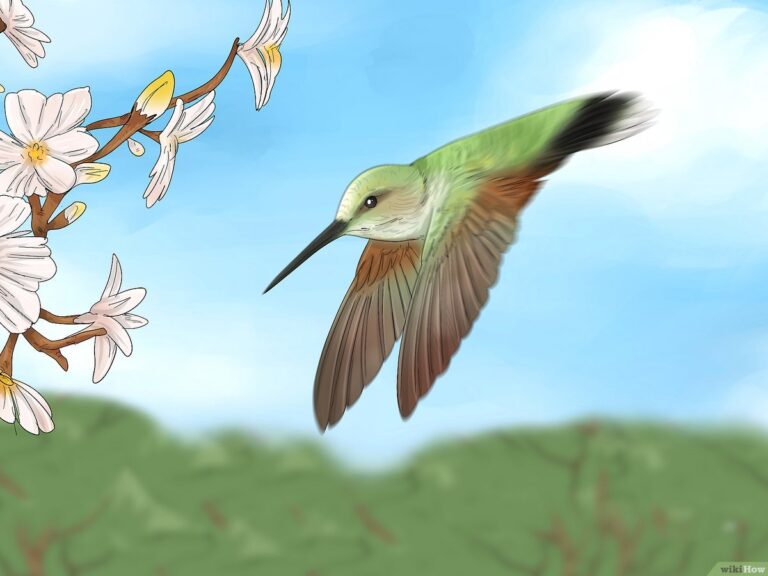 Why Do Hummingbirds Chase Each Other?