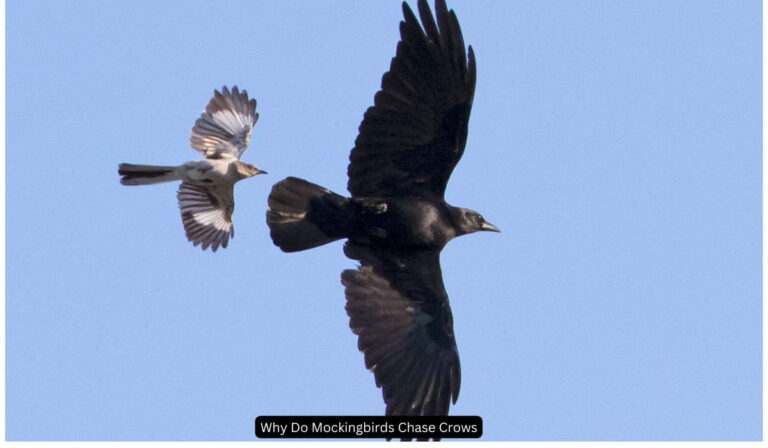 Why Do Mockingbirds Chase Crows