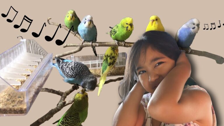 Why Does My Bird Keep Chirping