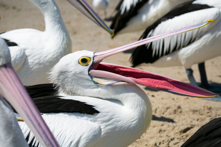 Why Don'T Birds Have Teeth