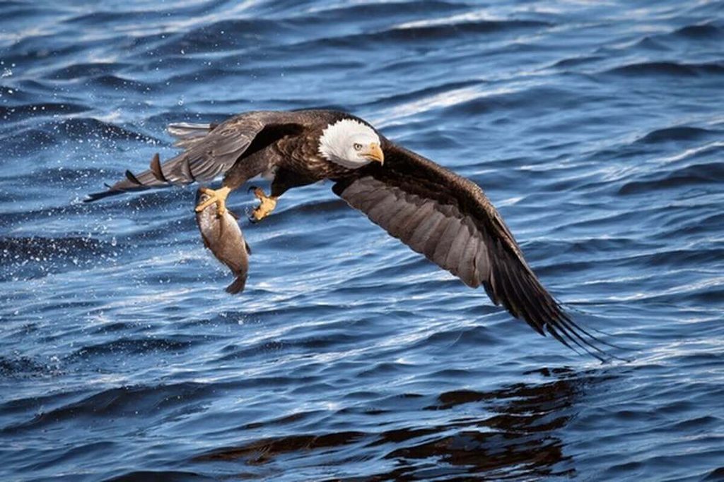 bald eagle catching fish from water surface