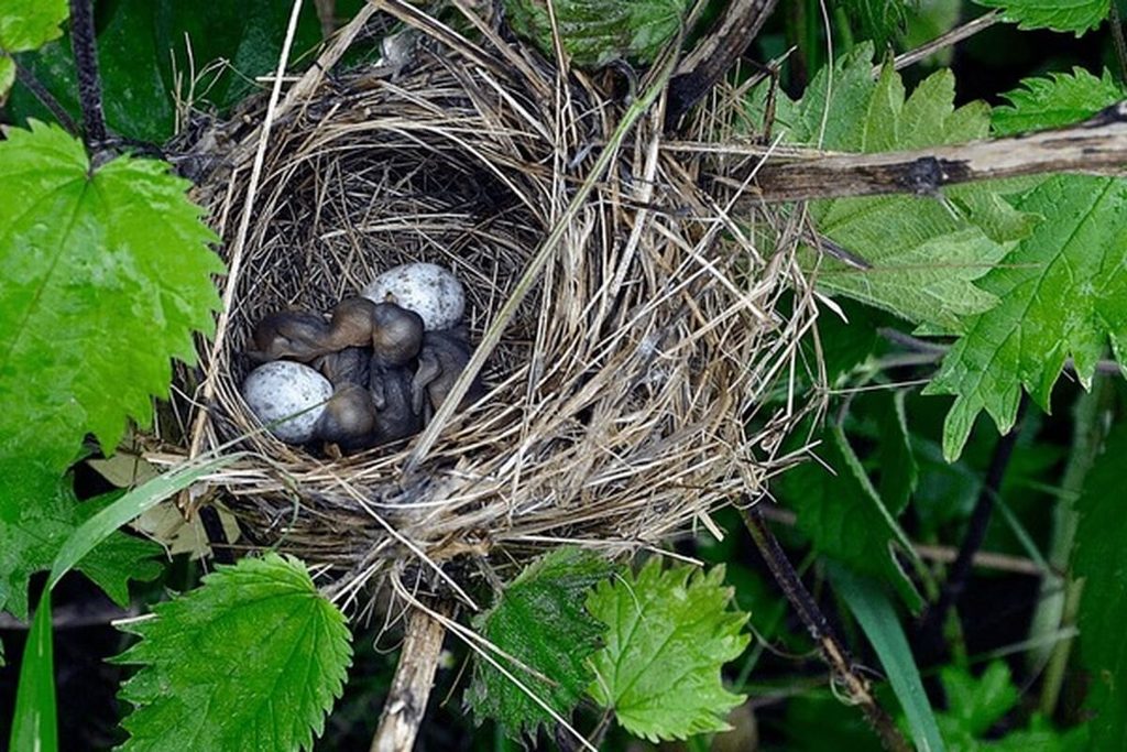 bird nest with eggs, close-up