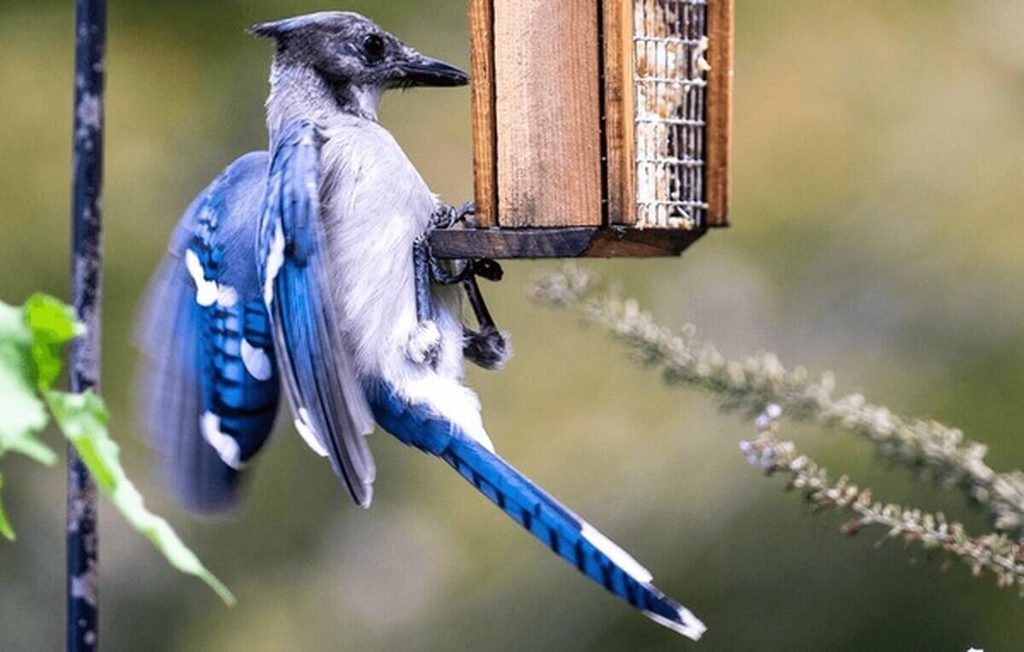 blue jay perched at a bird feede